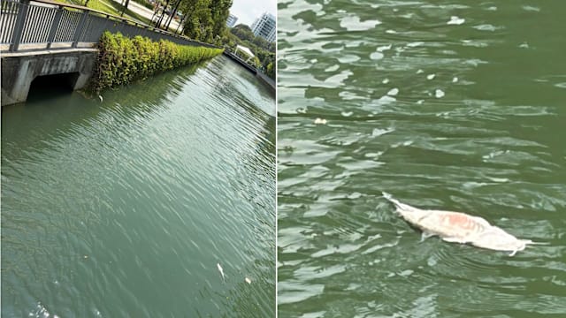西海岸水道死鱼浮现 民众忧心河水出问题