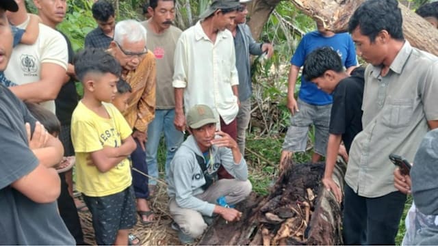 印尼枯树被风吹倒  惊见树干内藏人类白骨