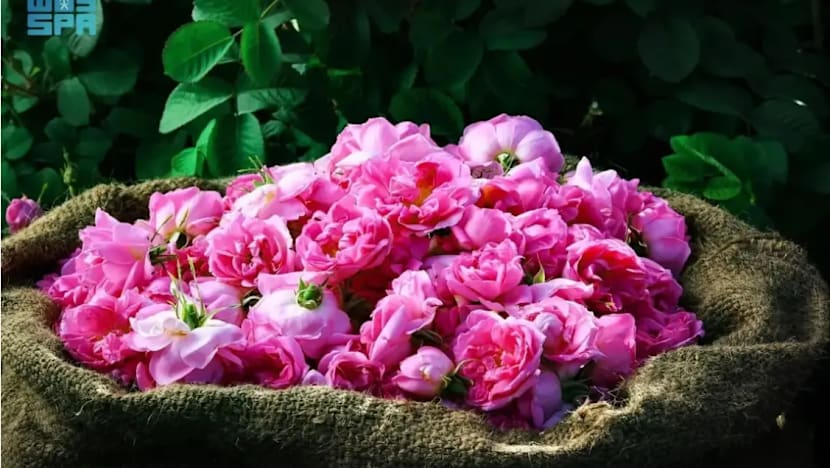 Mawar Taif Arab Saudi, pati berharga untuk industri minyak wangi