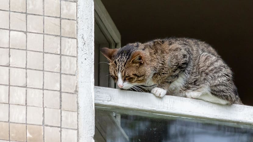 NParks takes action against pet owners in 21 cases of cats, dogs falling from height NParks takes action against pet owners in 21 cases of cats, dogs falling from height