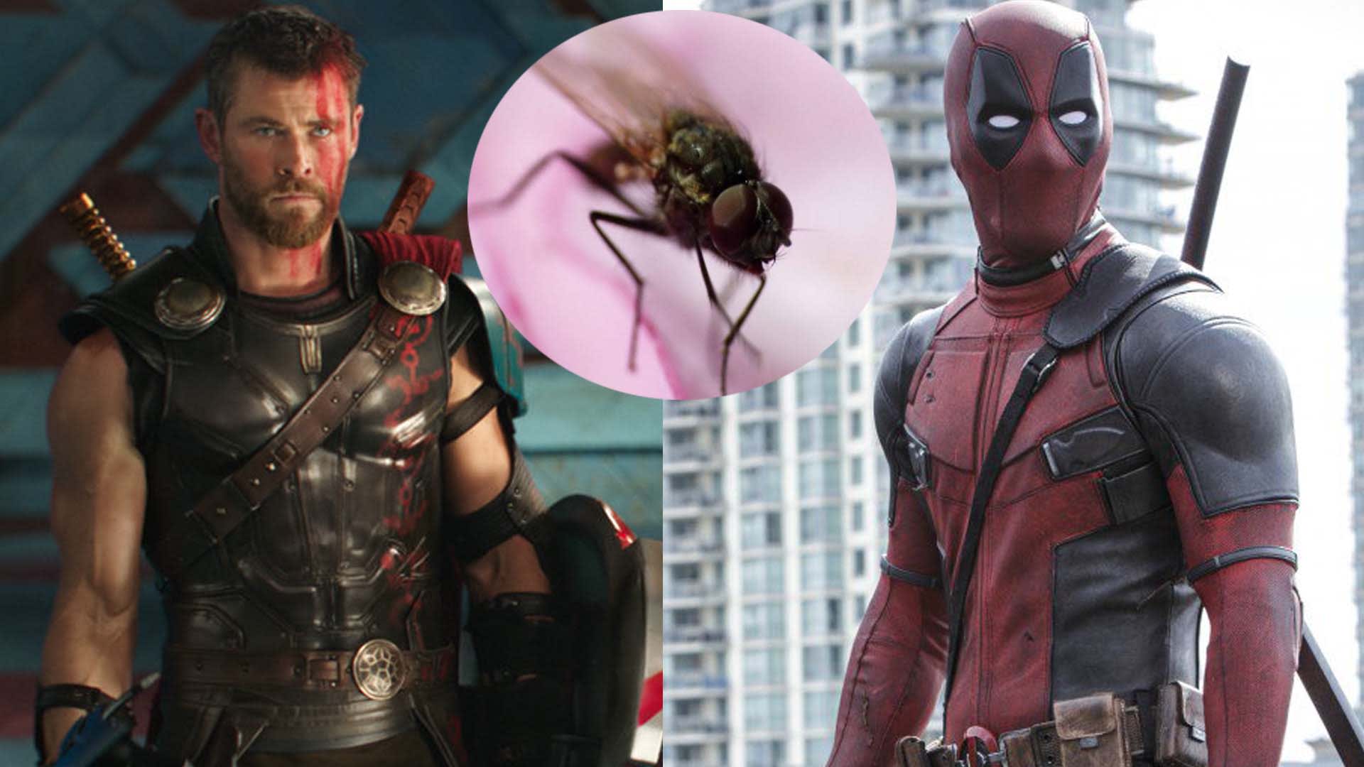 Marvel Insects Australian Scientists Name New Fly Species After Marvel Superheroes ...