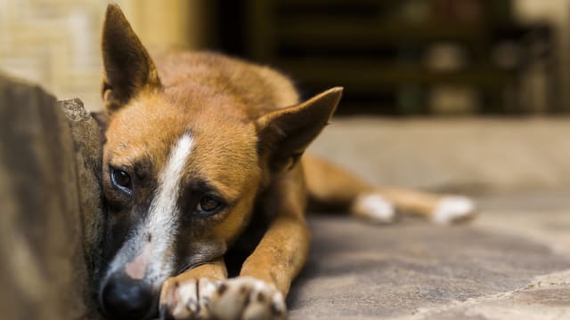 10月曾处理狗尸 马国男子染狂犬病不治