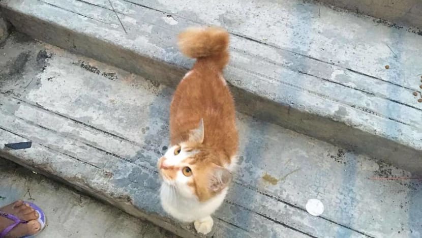 Asked to feed her friend's cats while she's on holiday, woman steals from Yishun flat instead