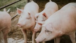 Related article image