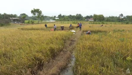 Indonesia is Southeast Asia’s top rice producer, but fall in farmer numbers threatens viability