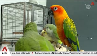 NParks receives average of more than 800 pet parrot-related feedback cases annually