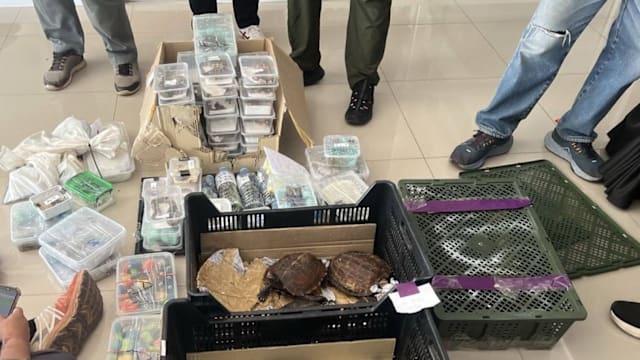 366只野生动物 遭走私贩遗弃在泰国甘蔗田