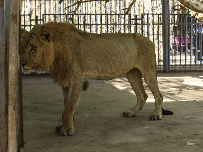A malnourished lion walks in his cage at the Al-Qureshi park in the Sudanese capital Khartoum on Jan 19, 2020. Sudanese citizens and activists have launched a social media campaign to save five lions from starvation after complaints that they were not receiving their daily quota of meat.