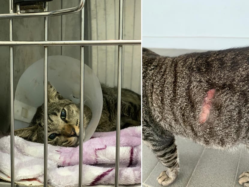 A cat named Milo was one of the cats found with a slash wound in the Ang Mo Kio area.