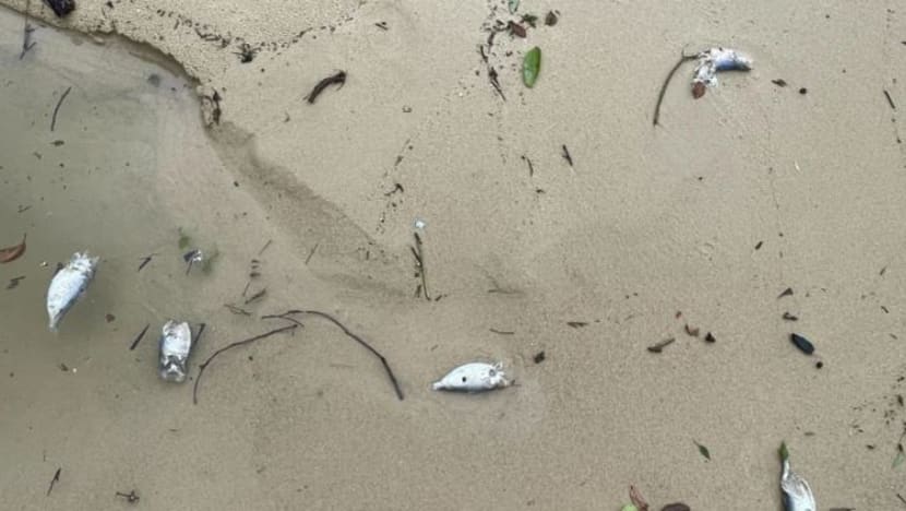 Sejumlah besar ikan mati ditemui di Pantai Sembawang; pihak berkuasa jalankan siasatan, ujian mutu air