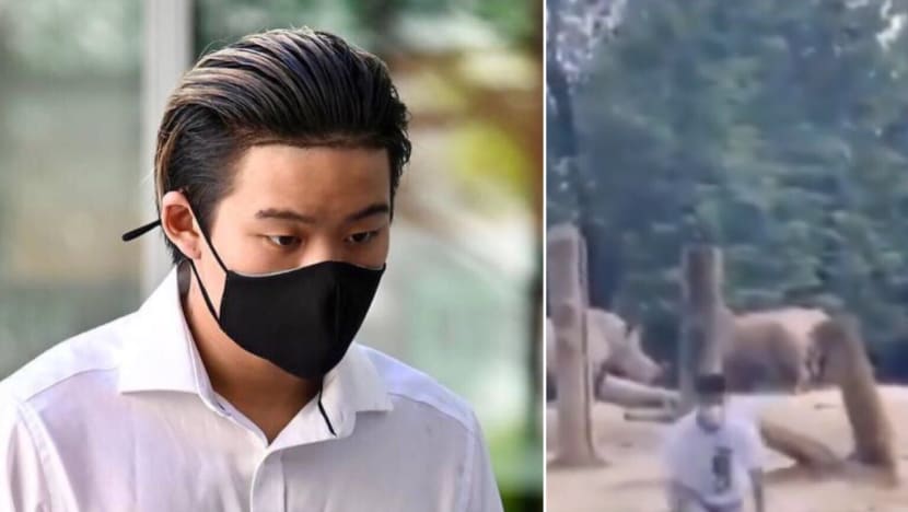 19-year-old charged with trespass into rhino enclosure at Singapore Zoo for TikTok backflip stunt