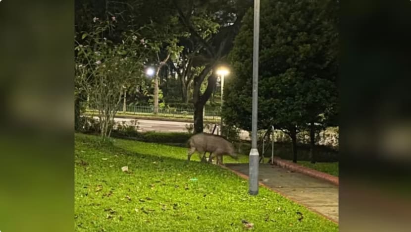 19 babi hutan dijerat dan dialihkan dari Bukit Panjang sejak Mei 