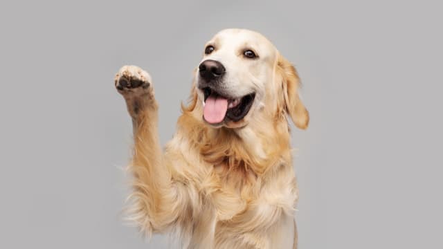 中国女子企图轻生 爱犬一路跟随带警救主