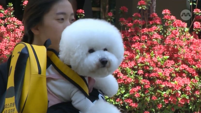 Sit, stay, study: South Koreans spending big on ‘kindergarten’ for their pet dogs Sit, stay, study: South Koreans spending big on ‘kindergarten’ for their pet dogs