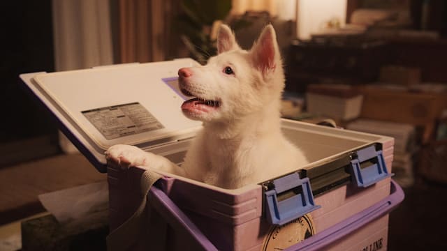 泰国又一催泪电影！“GOHAN”慈善首映、领养活动登场