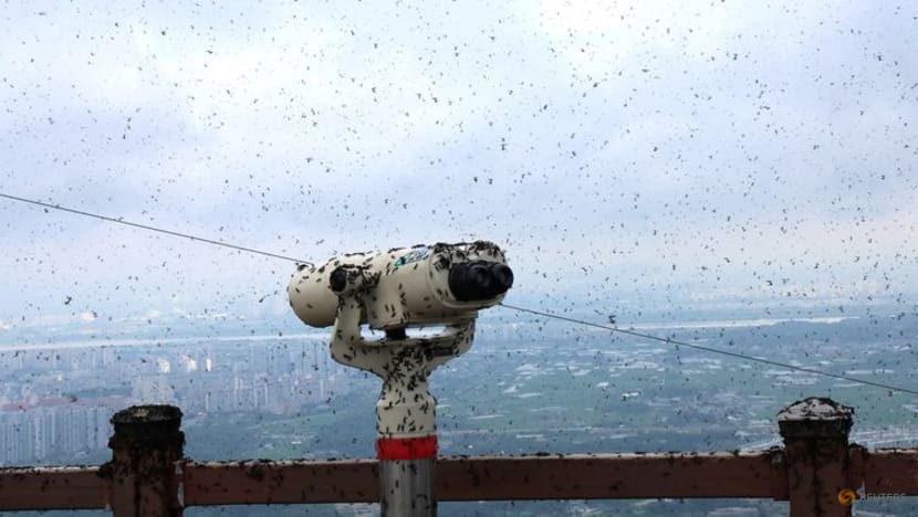 'Lovebugs' are swarming Seoul as South Korea warms, and residents aren't happy 