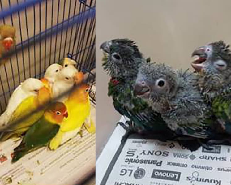 Man jailed for smuggling endangered birds into S'pore; many eventually died from cramped conditions