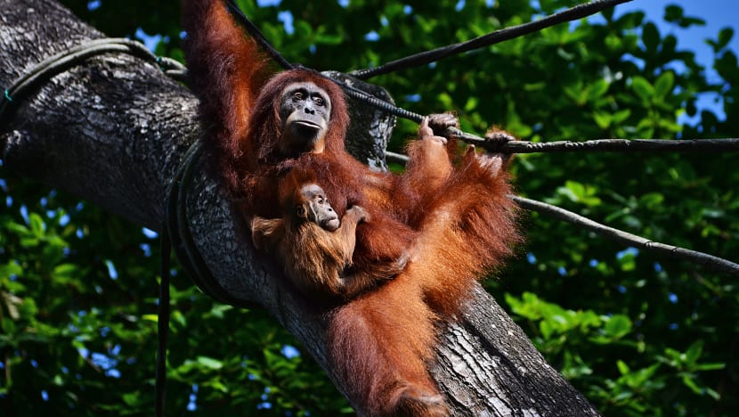 Younger Singaporeans far more likely to support wildlife conservation than older ones: Survey