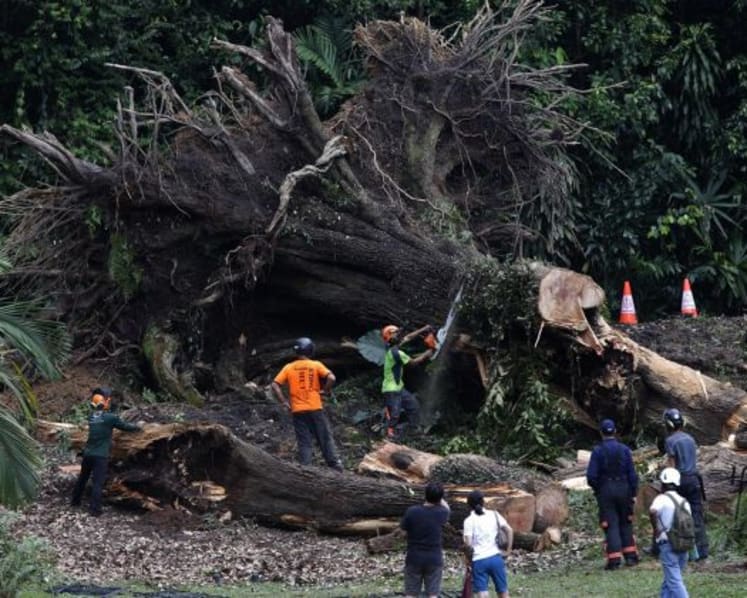‘I heard a loud crack, then the tree came hurtling towards me’