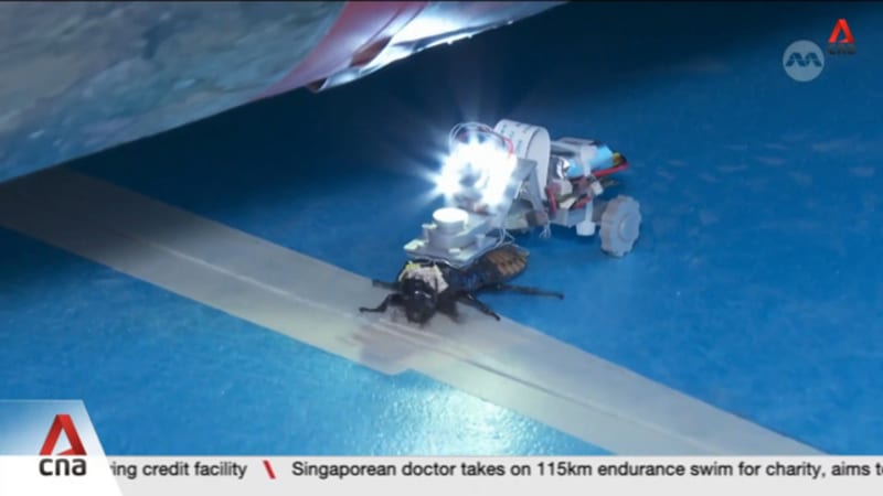NTU develops world's first automated system to deploy cyborg insects for rescue missions