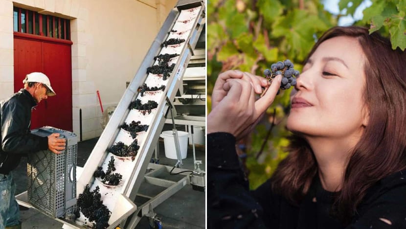Pictures of Vicki Zhao’s million dollar vineyard revealed Pictures of Vicki Zhao’s million dollar vineyard revealed