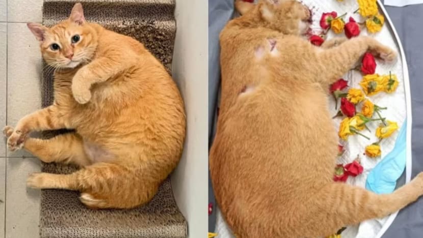 Kes dera kucing Toa Payoh: Lelaki direman, didakwa dera kucing keenam 