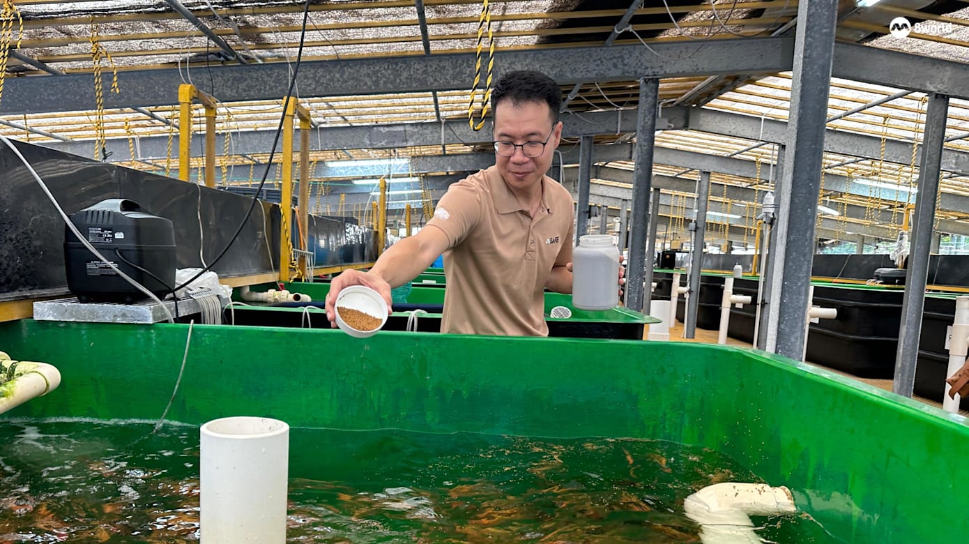 国家水产养殖种鱼中心进行不少研究及测试，需要完整和及时的数据搜集与分析。（图：梁居磊）