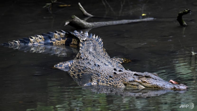 CNA Explains How common are crocodiles in Singapore and why was the one found on a beach put down CNA