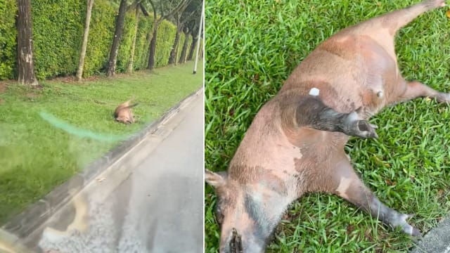 野猪疑被车撞死 被弃CTE路边草地四肢僵硬