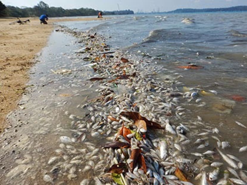 Piles of dead fish at Pasir Ris beach