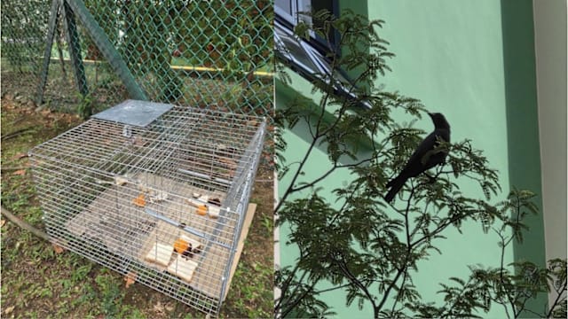 榜鹅居民受乌鸦困扰 当局设诱捕器捕捉乌鸦