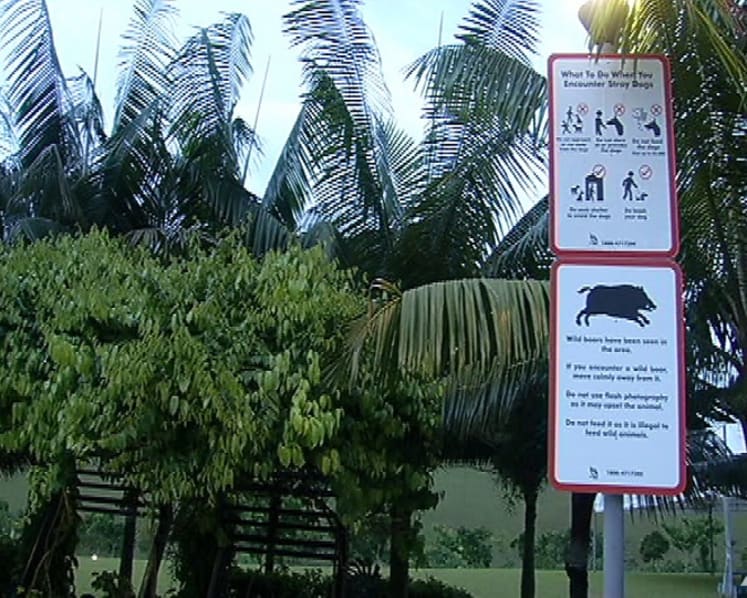 Singapore pork products not affected by cases of African swine fever in wild boars: SFA
