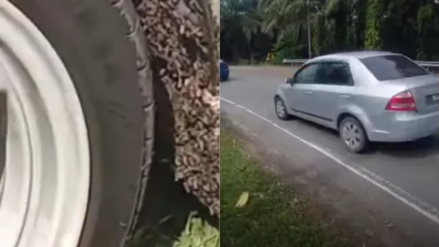 鱼尸散落马国马路 车辆经过蛆虫卡车轮超恶心