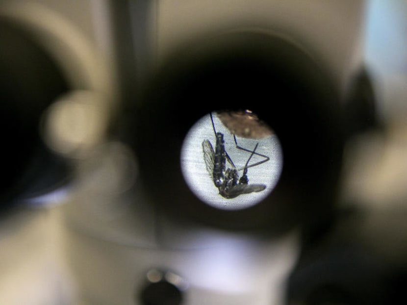 An Asian tiger mosquito, seen through the eyepiece of a microscope.