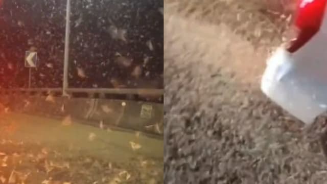 中国湖南出现大量飞虫 地面如“积雪”导致车子打滑