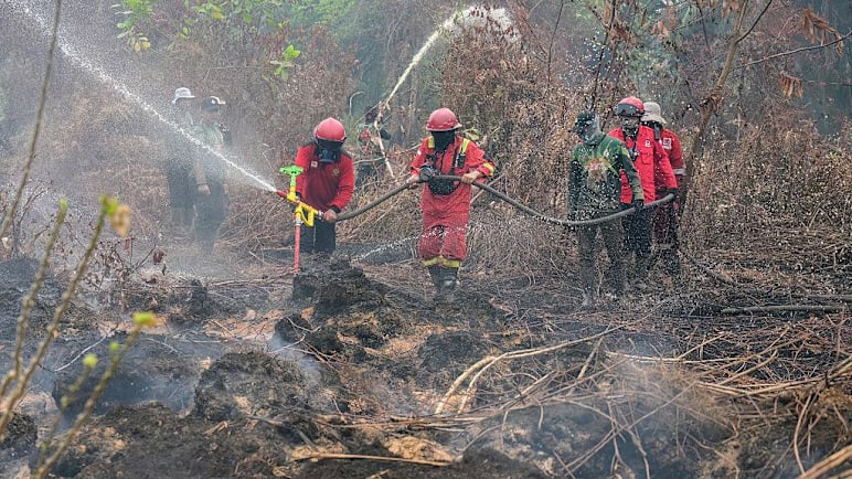jelasBERITA: Mengapa tanah gambut yang asalnya basah kini menjadi punca kebakaran dan jerebu?