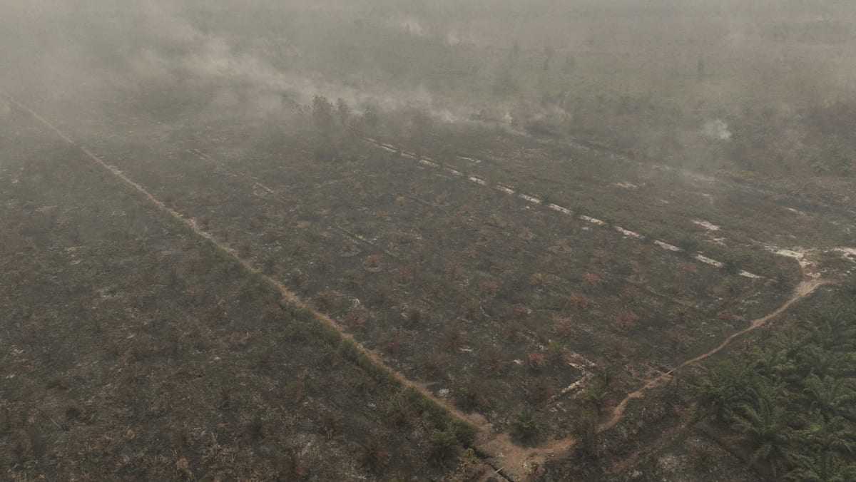 channelnewsasia.com - Melissa Goh - Malaysia's palm oil industry steps up fire prevention efforts as 'Godzilla' El Nino fuels haze woes