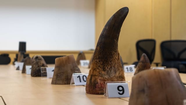 樟宜机场起获35.7公斤白犀角 价值逾110万刷新本地纪录