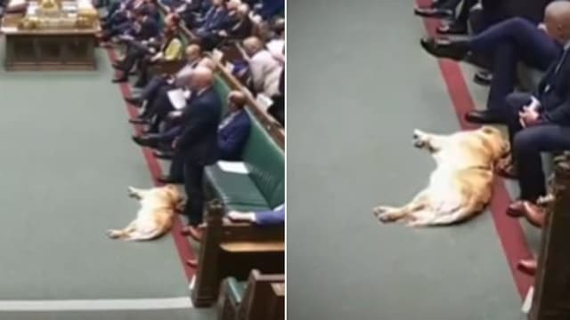 英国下议院激烈交锋 黄金猎犬趴地入睡抢镜