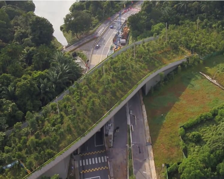 The Big Read: Saving Singapore’s endangered species, one 'animal bridge' at a time