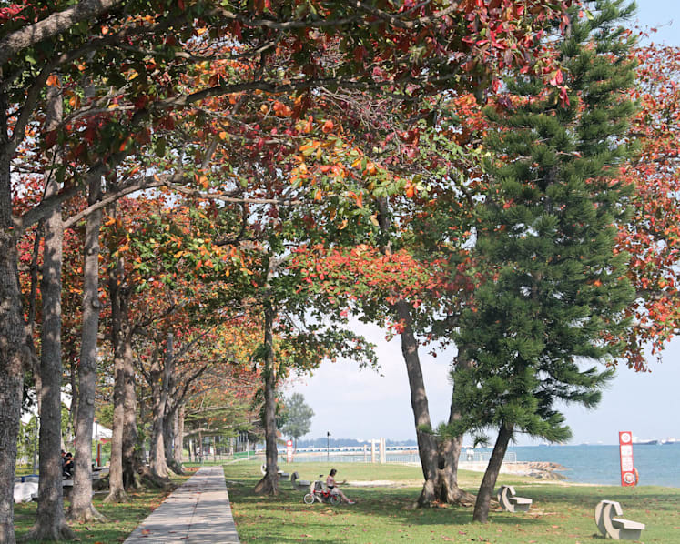 More than 5,000 new trees to be planted around Singapore