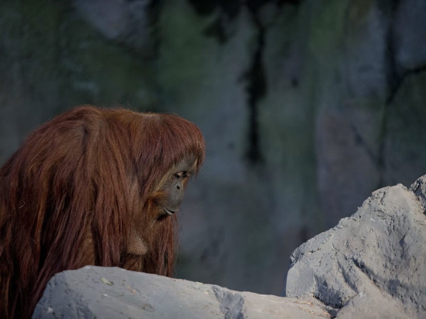 Animals still stuck in cages a year after zoo closure