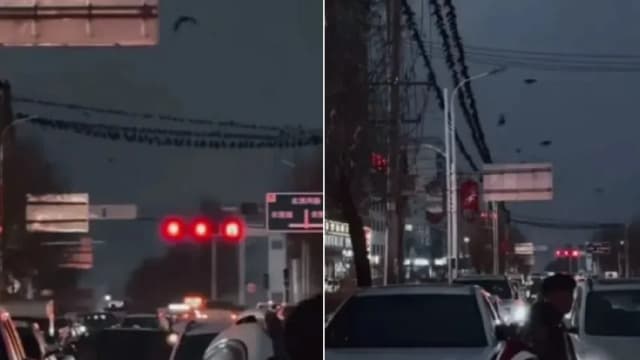 甘肃黑鸟盘旋是地震前兆？专家出面辟谣