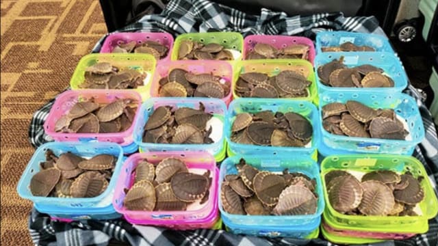 试图走私逾4000猪鼻龟 马国两女子机场落网