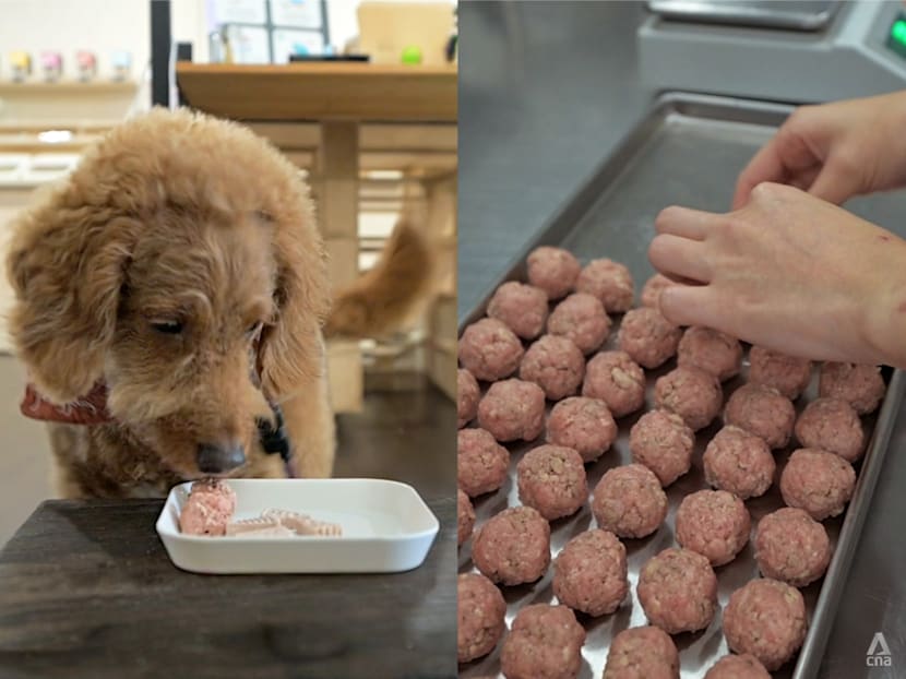 Cooked pet food in Singapore: 10 stores that could convince you to ditch the kibbles