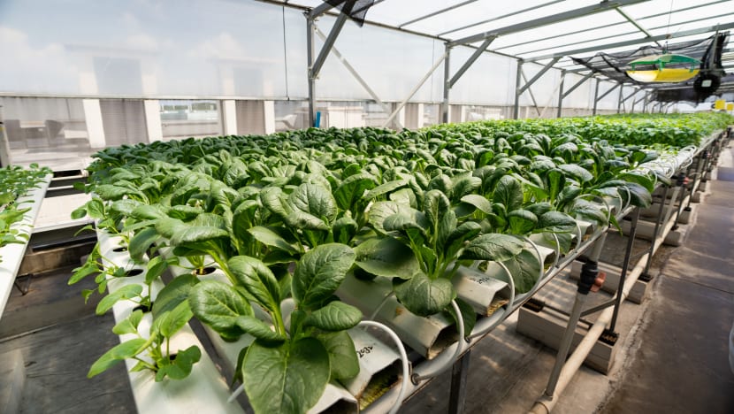 Commentary: If you love eating vegetables, why not homegrown greens? Commentary: If you love eating vegetables, why not homegrown greens?