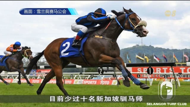 一些马匹或最早8月被转移国外 驯马师认为这有助降低开销