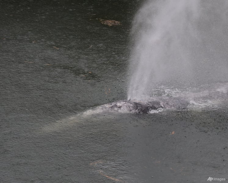 A gray whale that swam 20 miles up a Washington state river is found dead