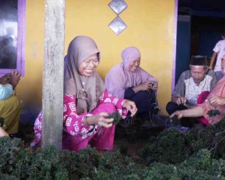 Indonesia’s green gold: Coastal farmers reap benefits of booming seaweed industry