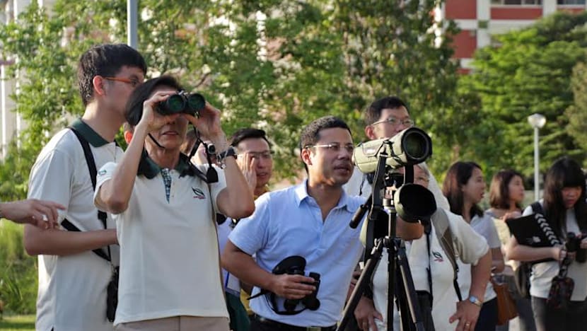NParks to introduce bird, butterfly counting under citizen science programme